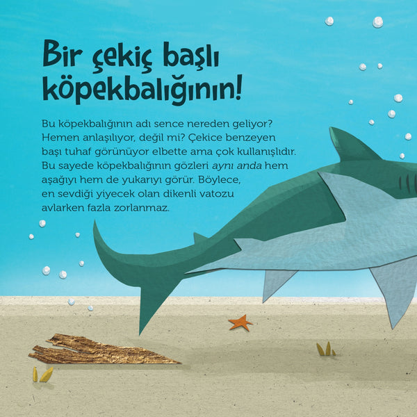 Tepeden Kuyruğa - Deniz Canlıları