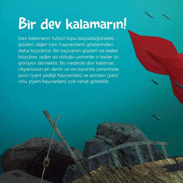 Tepeden Kuyruğa - Deniz Canlıları